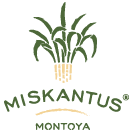 Miskantus Montoya